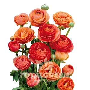 Peony Orange Bulb Kit